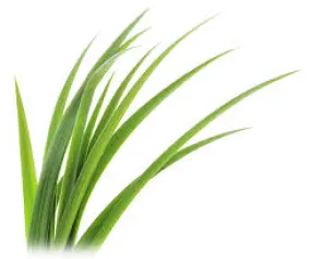 Gingergrass Essential Oil